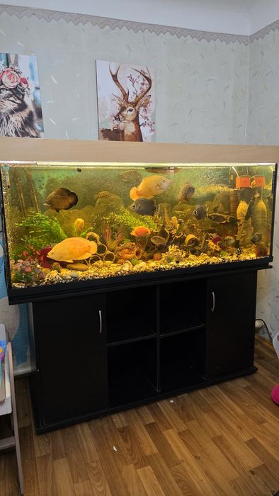 Акваріум 500 літрів