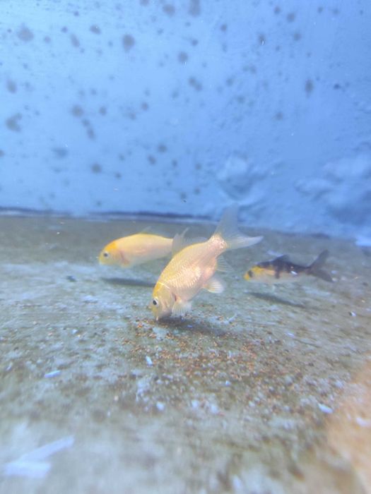 Carpa koi pequena 4-6cm