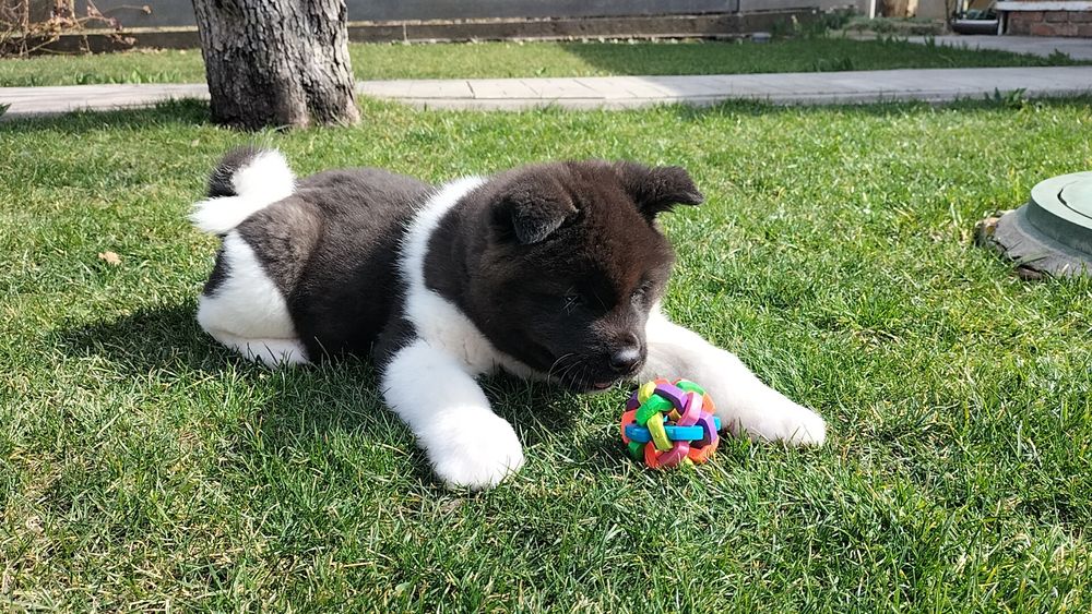 Акіти з розплідника КСУ