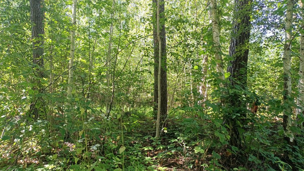 10 соток під будівництво в смт Клавдієво-Тарасове Бучанського рн
