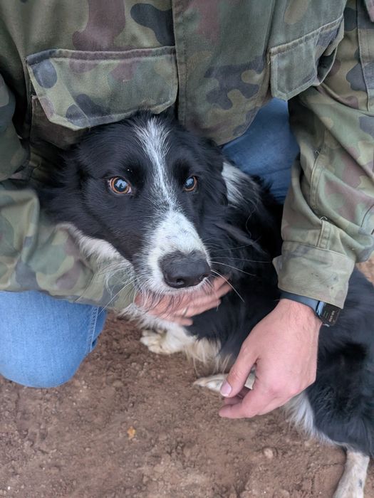 Border Collie z rodowodem szuka nowego domu