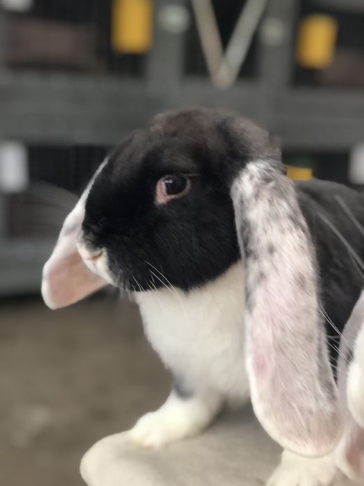 Кролики кролі Французький баран