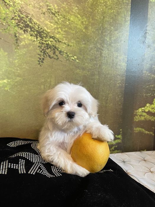 Maltańczyk śnieżnobiały sunia rodowód