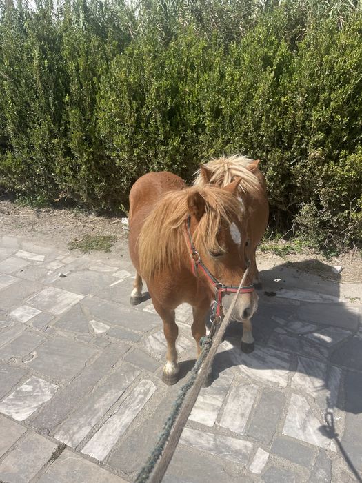 Parelha poneis mini 3 anos