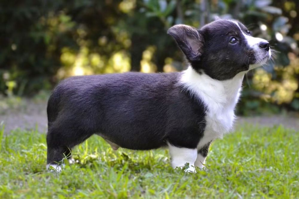 Welsh Corgi Cardigan chłopiec ZKwP FCI