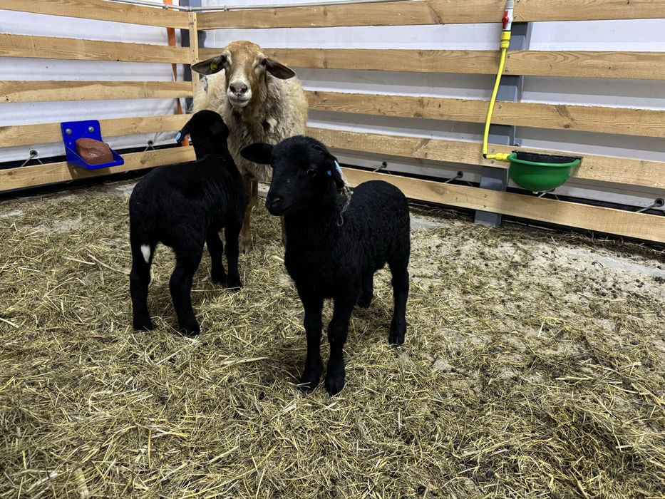 Свіжа ягнятина від фермера, ярки, баранчики на племʼя 50%, 75% Дорпер