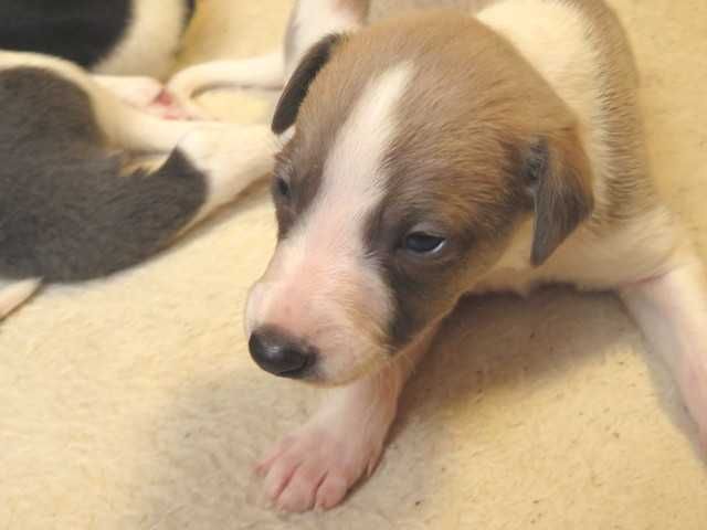 Chart Angielski Whippet, błękitno-płowy piesek