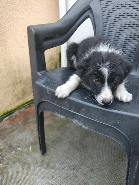 Border collie macho puro