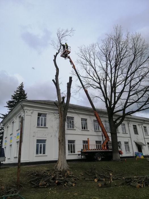 Обрізка дерев, спилити дерево, кронація Сміла.
