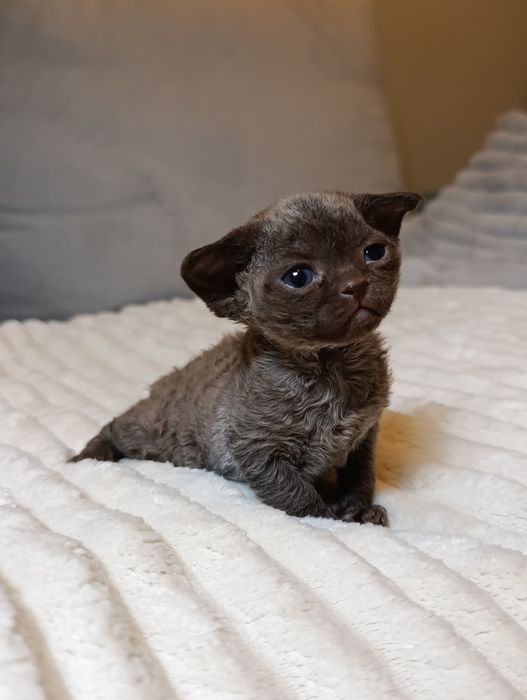 Kotka Devon rex rodowód FPL