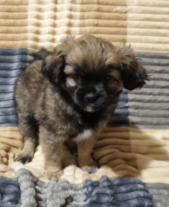 Отдам щенков в добрые и надёжные руки