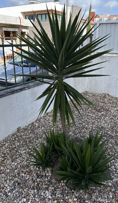 Plantas Yucca adultas, vários pés ou conjunto
