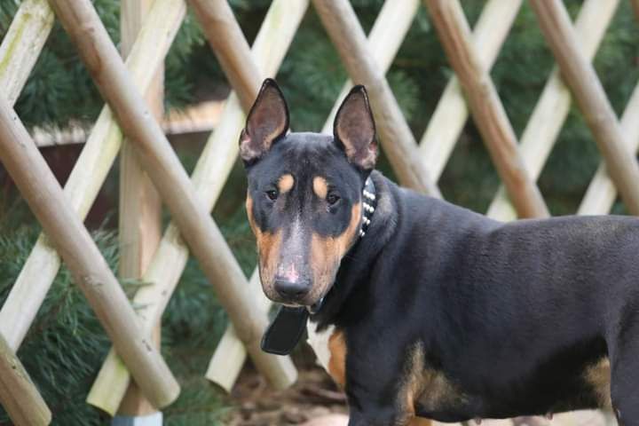 Balbina, do adopcji, Amstaffy Niczyje