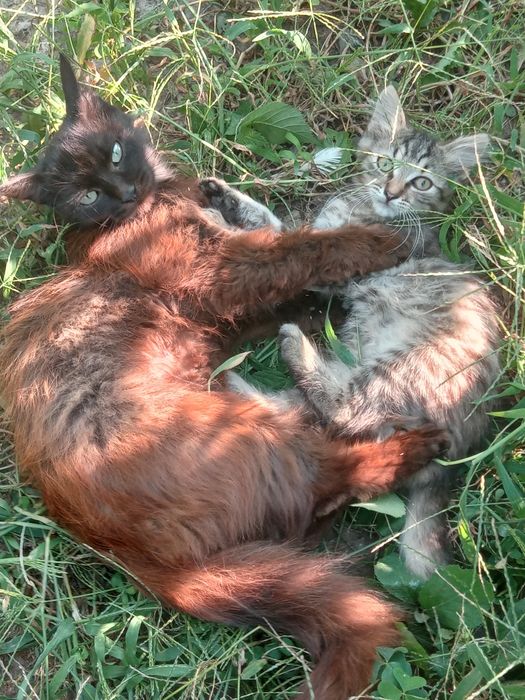 Милі грайливі котики в добрі руки