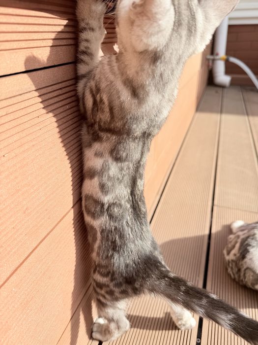 Бенгал  Silver Girl