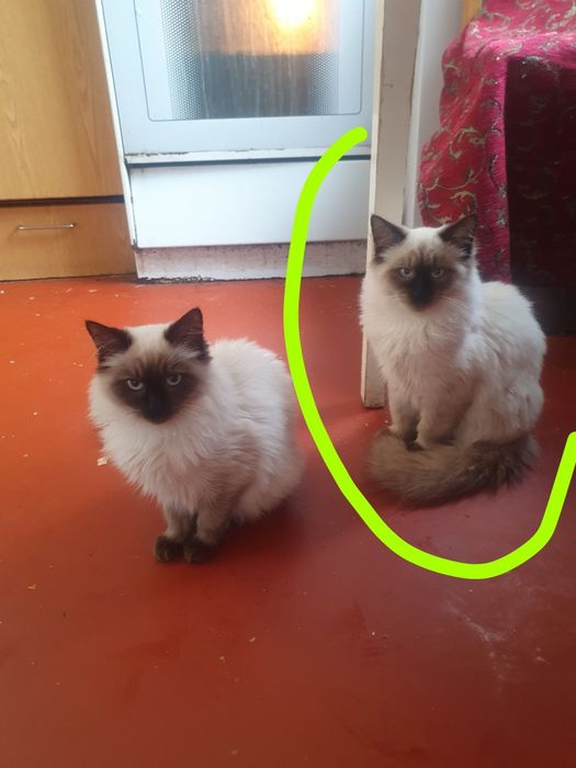 Котята ждут семью.