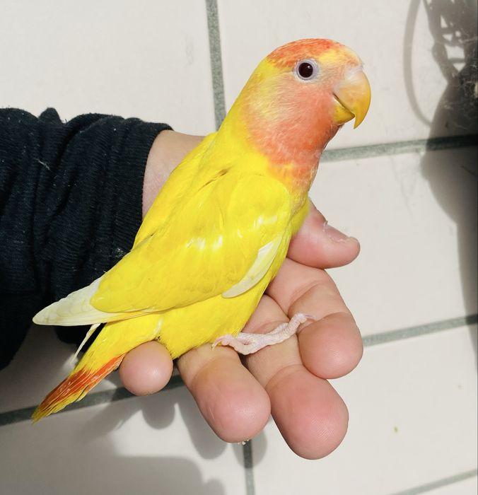 Agapornis domesticado