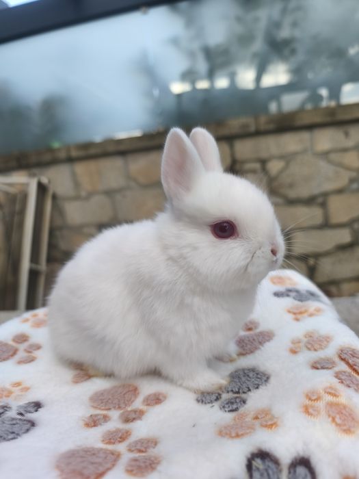 Coelho anão holandês (Netherland Dwarf)