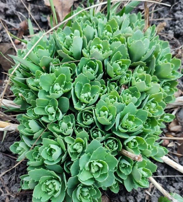 Очиток   видний  кущики