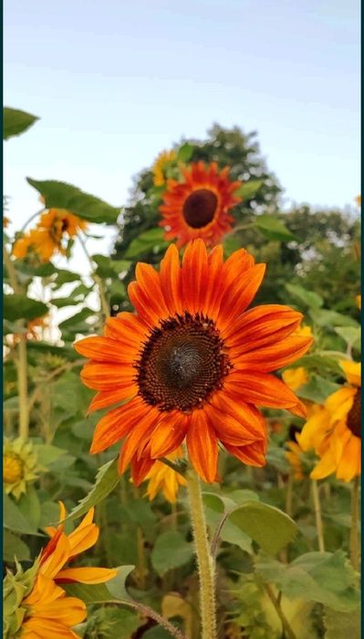 Słonecznik ozdobny kwiatowy na kwiat cięty