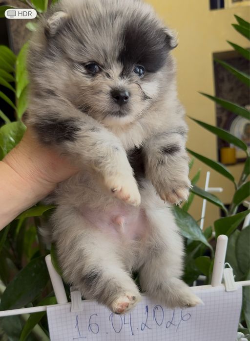 Цуценята породи померанського шпиця