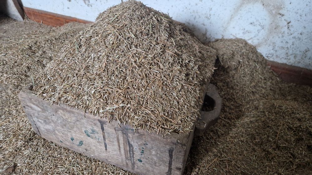 Erva semente verdial