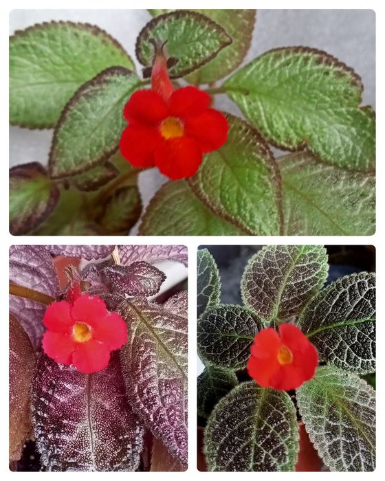 Эписции, Волосы Вероникиl,Tiger Stripe, Safari