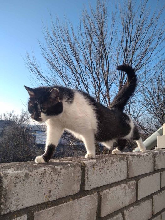 Котята в хорошие руки