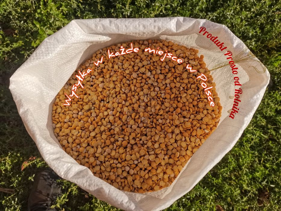 Groch połówki opakowanie 25kg wysyłka natychmiast Inpost