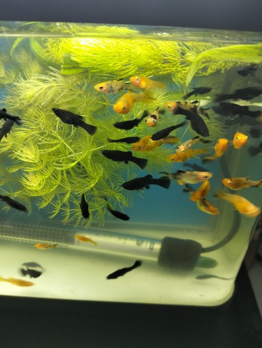 Zwierzeta akwariowe molinezje