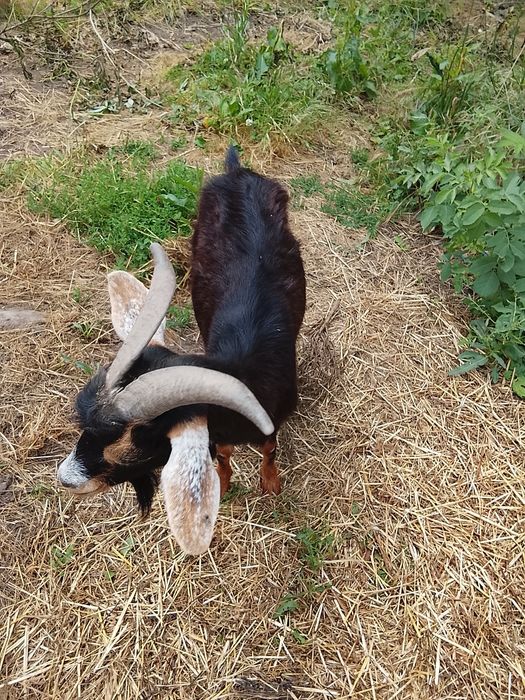 Cabras mansinhas para venda