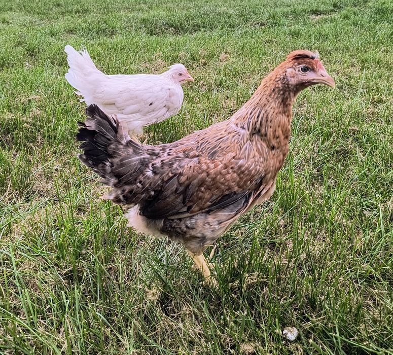 Kurki green Shell zielone jajko Rossa zielononóżki