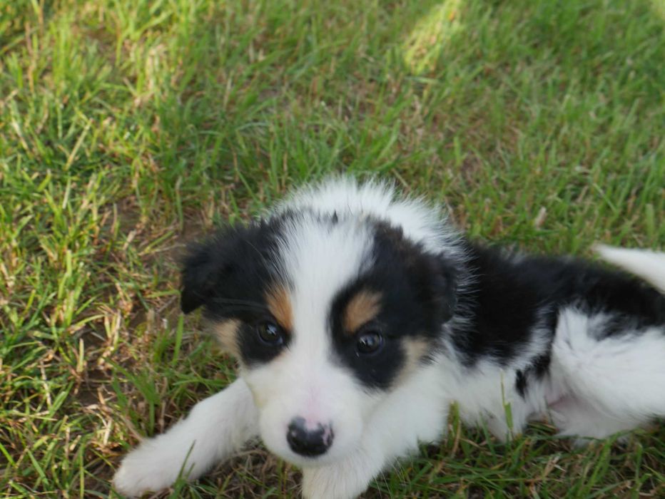 Border Collie suczka