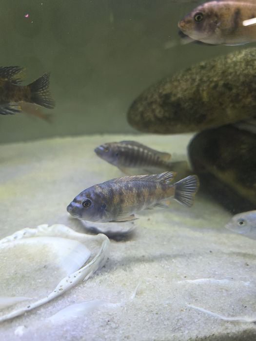 Casais de Labeotropheus Trewavasea Border