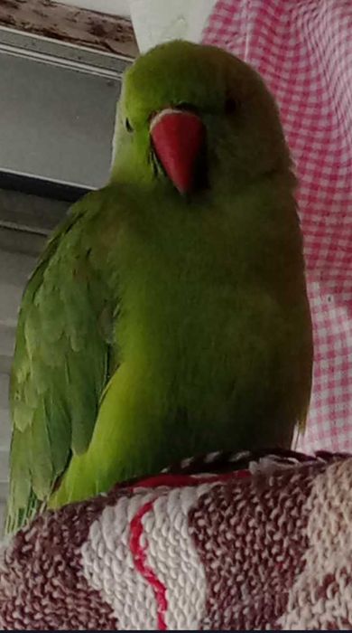 Ring Neck Macho