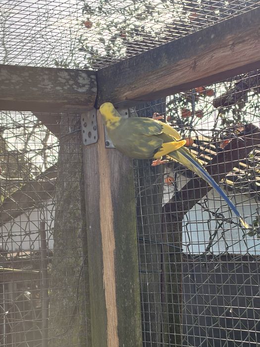 Femeas adultas verde butercup opalinas malhadas entre outras