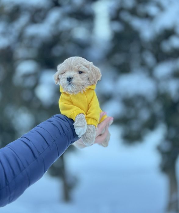 Малесенький чудо хлопчик. Мальтіпу гарнесенькі)/