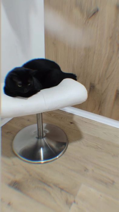 Gato Macho para adopção