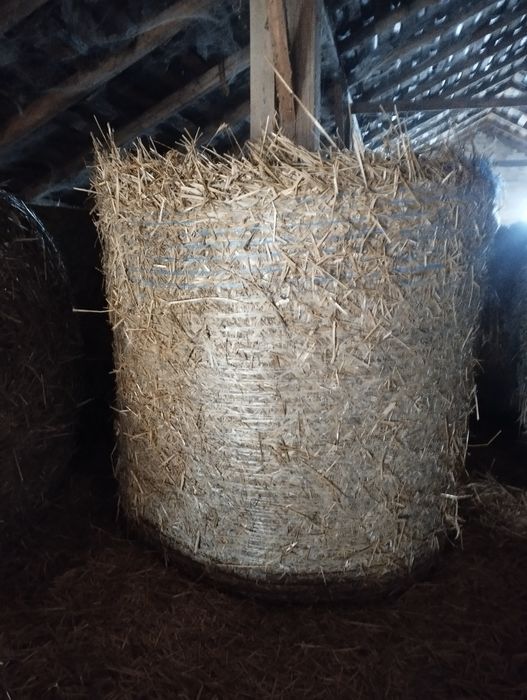 Słoma w belach 120x120, 50 szt.