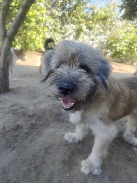 DREDZIK czeka na swój domek