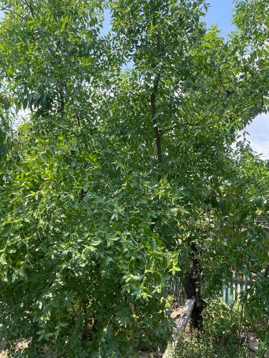 продам саженці зізіфуса