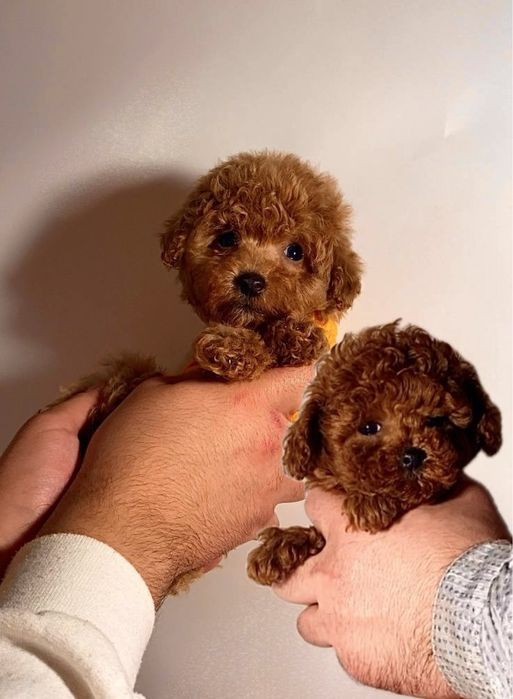 Неймовірні пухнастики міні та мікро мальтипу / той пудель бебі фейс