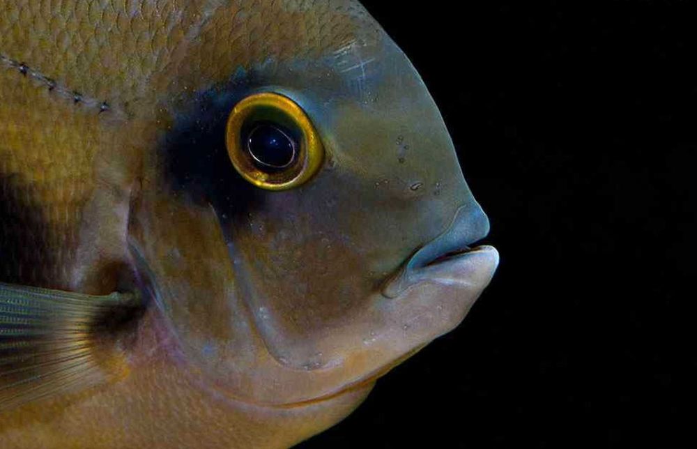 Uaru królewskie - pielęgnica - Uaru amphiacanthoides - dowozimy