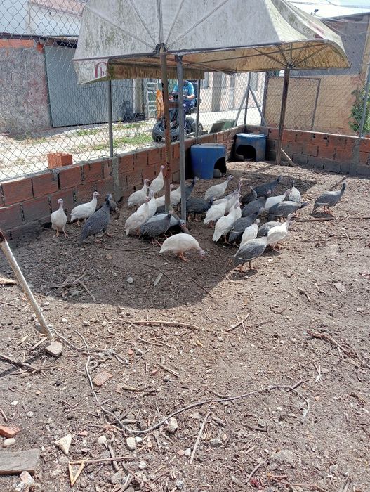 Galinhas de Angola ( Fracas )