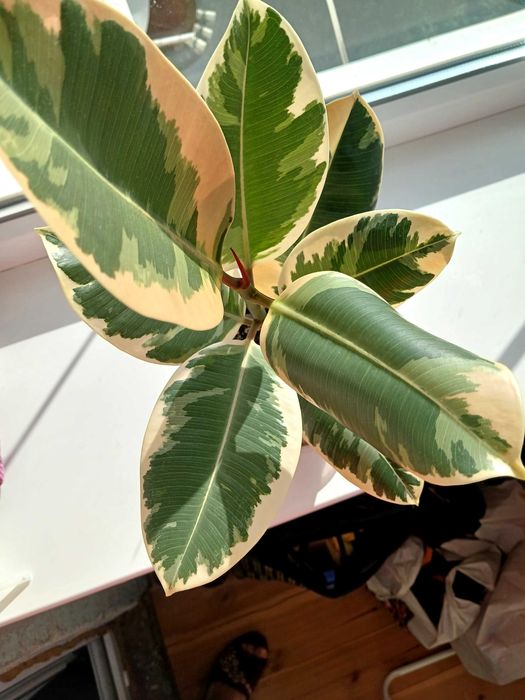 Фікус Тініке- Еластіка