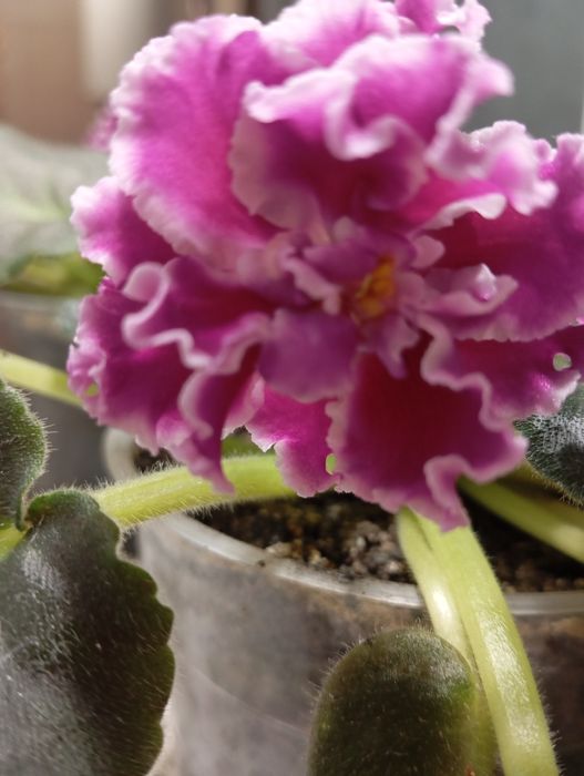 Дітки фіалок продам