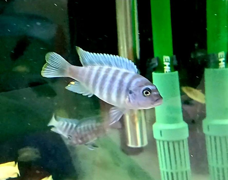 Ciclideos africanos malawi