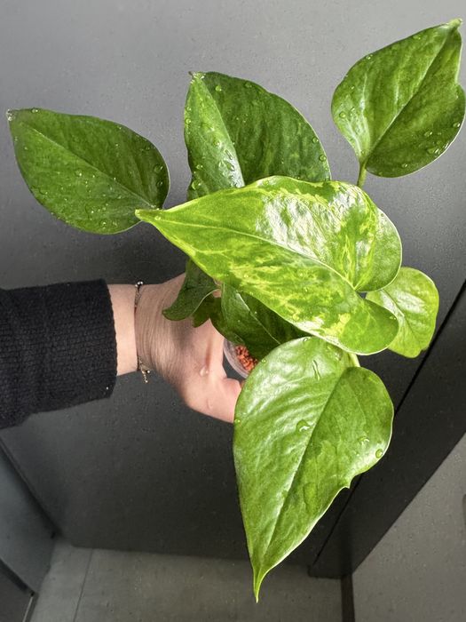 Epipremnum Junge Star ( Marble Green )