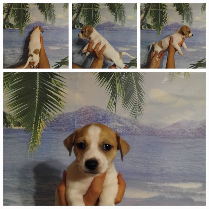 Джек Рассел терьер!