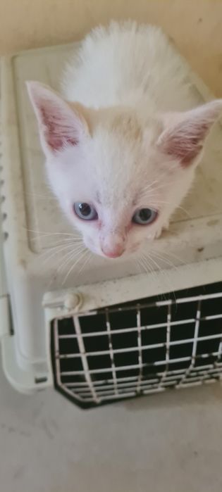 Gatinho 2meses branco muito meigo